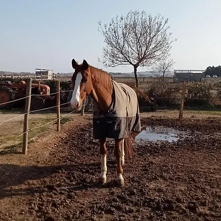 Palegry D'hotes 3* Perpignano