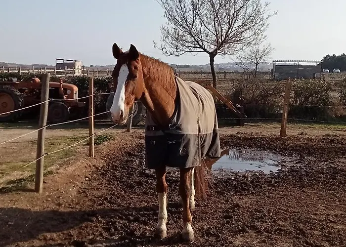 Palegry D'hotes 3* 佩皮尼昂