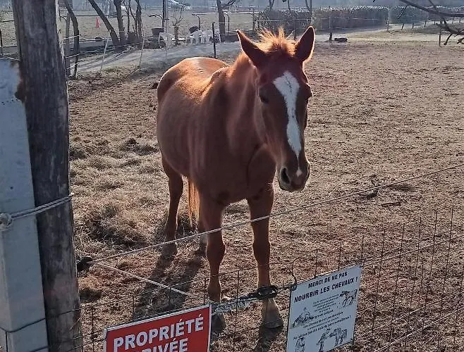 Palegry D'hôtes Couette-café Perpignan